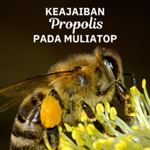 Keajaiban Propolis Dalam Tubuh