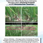 Testimoni MTP pada Tanaman